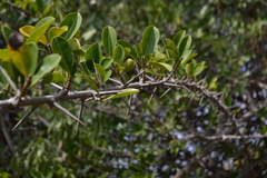 Maclura spinosa
