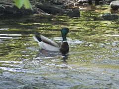 Anas platyrhynchos