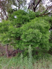 Acacia fimbriata