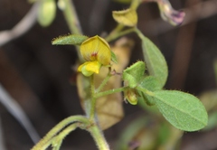 Rhynchosia cana