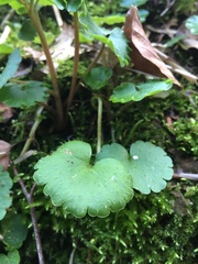 Chrysosplenium alternifolium