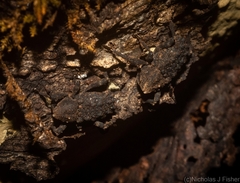 Poropterus variabilis