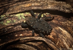 Poropterus variabilis