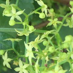 Galium sylvaticum