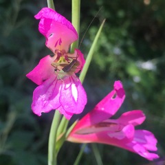 Gladiolus illyricus
