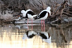 Banded Stilt photo 3