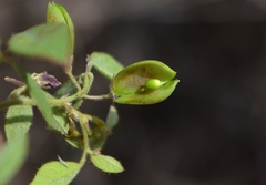 Rhynchosia cana