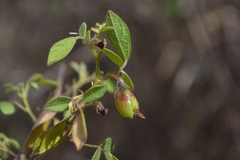 Rhynchosia cana