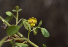 Rhynchosia cana
