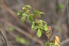Rhynchosia cana