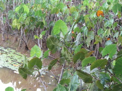 Montrichardia linifera