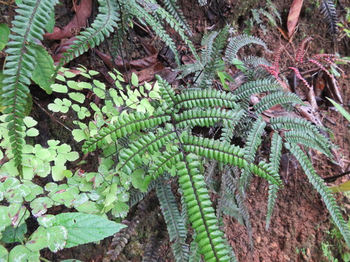 Image of Pyramid Maidenhair (Adiantum pyramidale) by no rights reserved