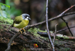 Tregellasia leucops leucops