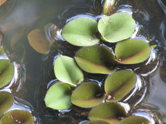 Salvinia auriculata