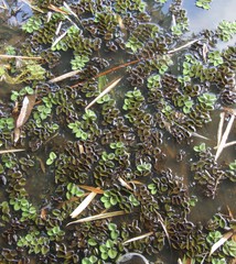 Salvinia auriculata