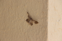 Krananda latimarginaria