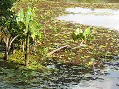 Montrichardia linifera