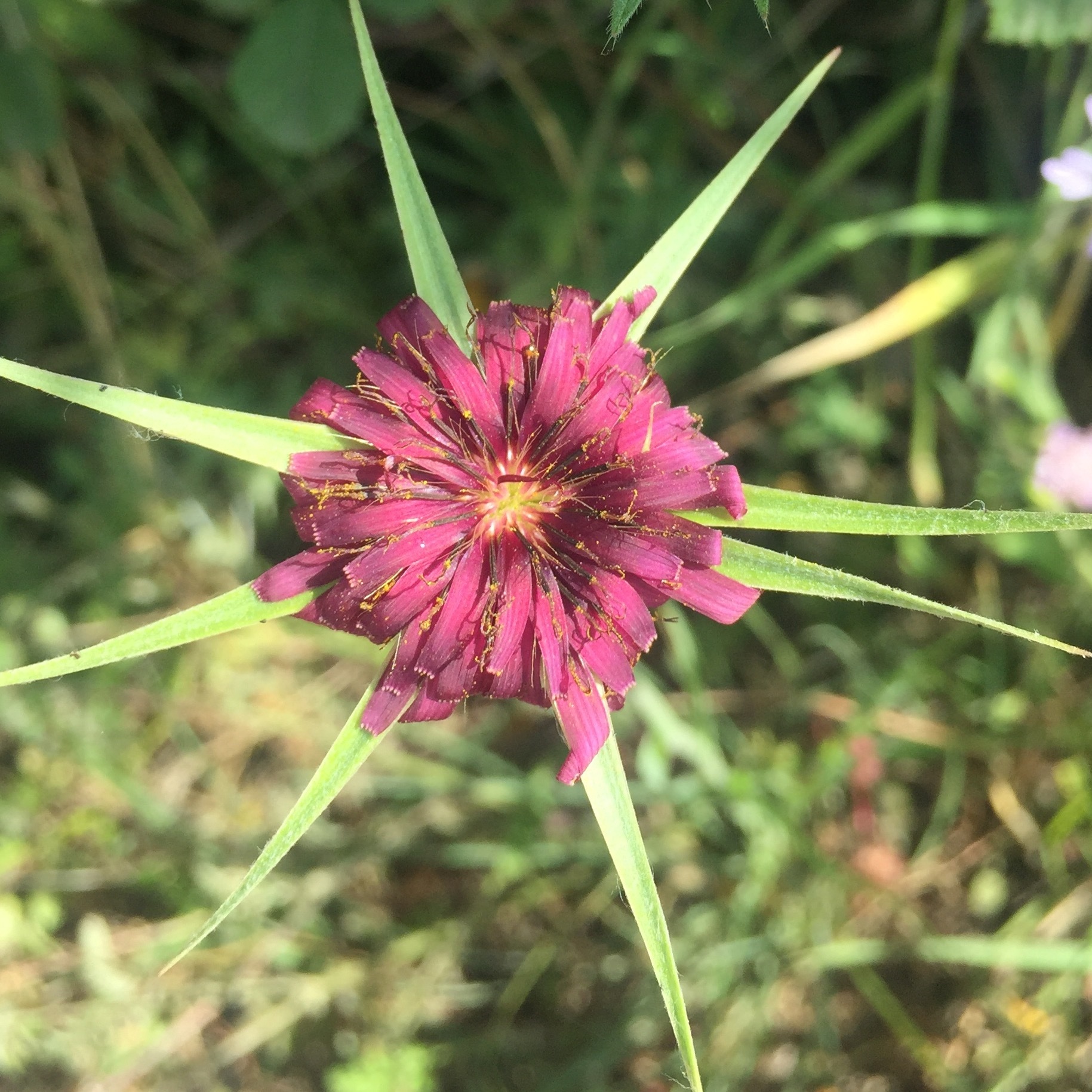 Tragopogon porrifolius