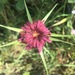 Purple Salsify - Photo (c) Gideon van Melle, some rights reserved (CC BY-NC), uploaded by Gideon van Melle