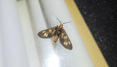 Amata annulata