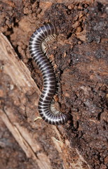 Cambalidae