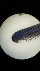 Ommatoiulus rutilans