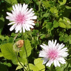 Crepis rubra