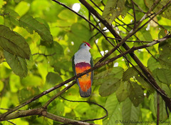 Ptilinopus pulchellus pulchellus