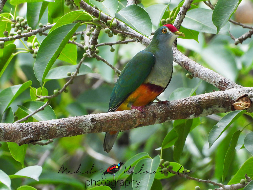 Beautiful Fruit-Dove