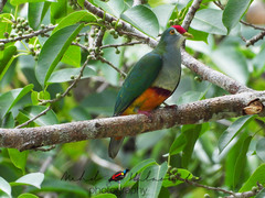 Ptilinopus pulchellus pulchellus