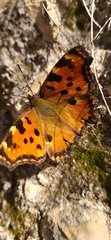 Nymphalis