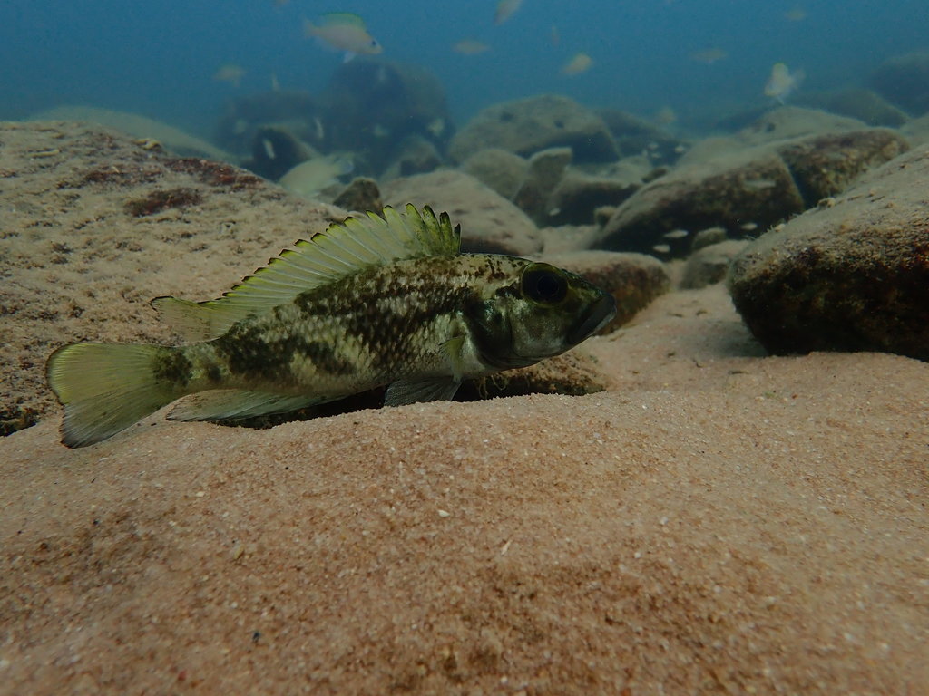 Lemaire's lamprologus (Lamprologus lemairii) — Cichlidae