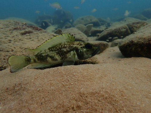 Lamprologus lemairii