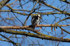 Dendrocopos major