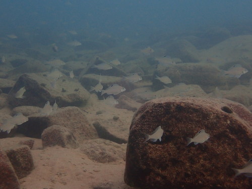Xenotilapia spiloptera