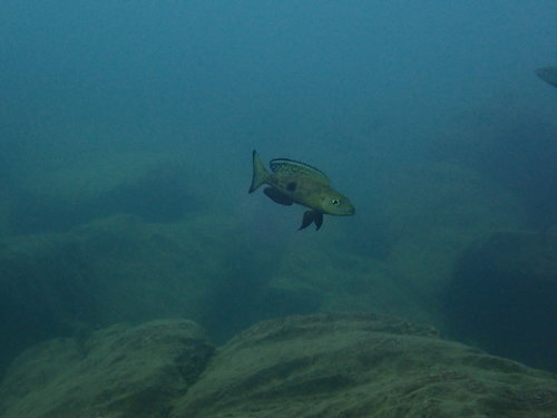 Lepidiolamprologus attenuatus