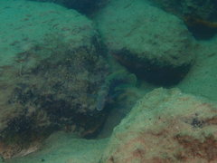 Neolamprologus tetracanthus