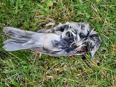 Passer domesticus domesticus