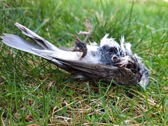 Passer domesticus domesticus