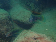 Neolamprologus tetracanthus