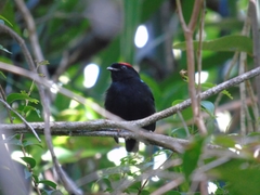 Chiroxiphia pareola