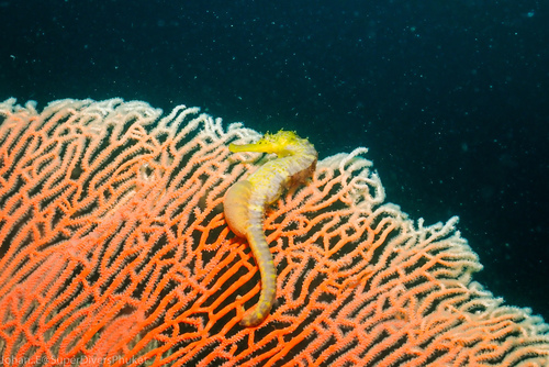 Tiger Tail Seahorse (Hippocampus comes)