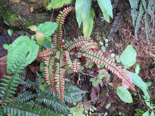 Image of Adiantum pyramidale by no rights reserved