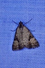 Dichromodes anelictis