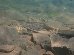 Aulonocranus dewindti