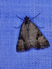 Dichromodes anelictis