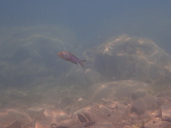 Aulonocranus dewindti