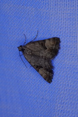 Dichromodes anelictis