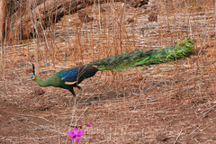 Pavo muticus