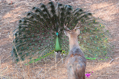 Pavo muticus